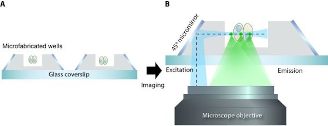 Schematic showing the soSPIM technique: Cells can be grown in the microfabricated wells, holding them in place for imaging (a), and the 45&deg; micromirrors reflect the excitation beam (dotted line) from a single objective, through the sample, and the resultant emitted fluorescence signal is captured by the same objective (b).