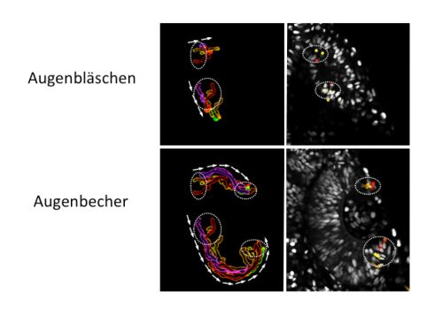 Content Dam Bow Online Articles 2015 March Abbildung Web