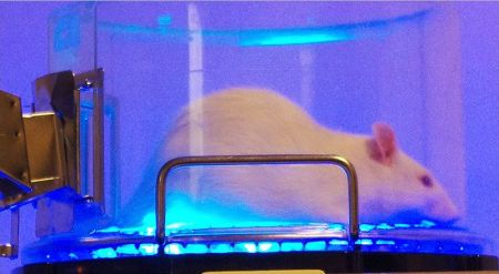 Content Dam Bow Online Articles 2015 March Bluelightoptogenetics Web