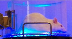 Content Dam Bow Online Articles 2015 March Bluelightoptogenetics Web Content Dam Bow Online Articles 2015 March Bluelightoptogenetics Web