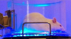 Content Dam Bow Online Articles 2015 March Bluelightoptogenetics Web Content Dam Bow Online Articles 2015 March Bluelightoptogenetics Web