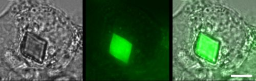 Content Dam Bow Online Articles 2015 March Figure 1
