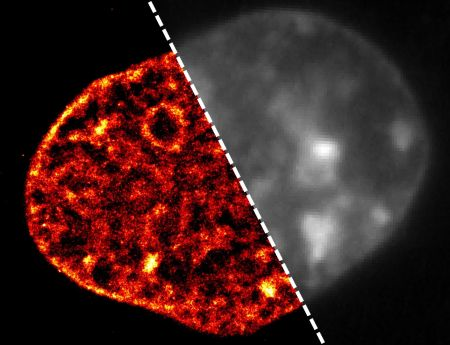 Content Dam Bow Online Articles 2015 November Imb Mikroskopietechnik Dna Web