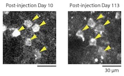 Content Dam Bow Online Articles 2015 November Yamamori Fig1web Content Dam Bow Online Articles 2015 November Yamamori Fig1web