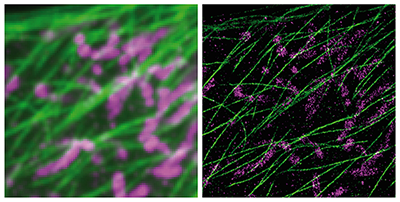 DNA-PAINT and Exchange-PAINT technologies (right image) dramatically improve the limited resolution abilities of single-molecule microscopes (left image). Shown are structures of thin microtubule fibers (green) that build a skeleton within cells and mitochondria (magenta) as the cell's biochemical powerhouses both turned from blurry into super-sharp molecular images.