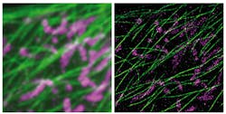 DNA-PAINT and Exchange-PAINT technologies (right image) dramatically improve the limited resolution abilities of single-molecule microscopes (left image). Shown are structures of thin microtubule fibers (green) that build a skeleton within cells and mitochondria (magenta) as the cell's biochemical powerhouses both turned from blurry into super-sharp molecular images. DNA-PAINT and Exchange-PAINT technologies (right image) dramatically improve the limited resolution abilities of single-molecule microscopes (left image). Shown are structures of thin microtubule fibers (green) that build a skeleton within cells and mitochondria (magenta) as the cell's biochemical powerhouses both turned from blurry into super-sharp molecular images.
