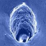 Content Dam Ils Online Articles 2011 12 Ils 2011 12 Zhang Intro