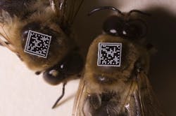 Content Dam Lfw Online Articles 2011 09 Honeybees Content Dam Lfw Online Articles 2011 09 Honeybees