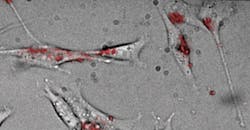 Quantum dots (shown in red) take the temperature at multiple points within living cells. Quantum dots (shown in red) take the temperature at multiple points within living cells.