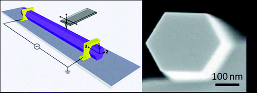Semiconductor GaN nanowires are promising components in next-generation nano- and optoelectronic systems. In addition to their direct bandgap, they exhibit piezoelectricity, which renders them particularly attractive in energy harvesting applications for self-powered devices.