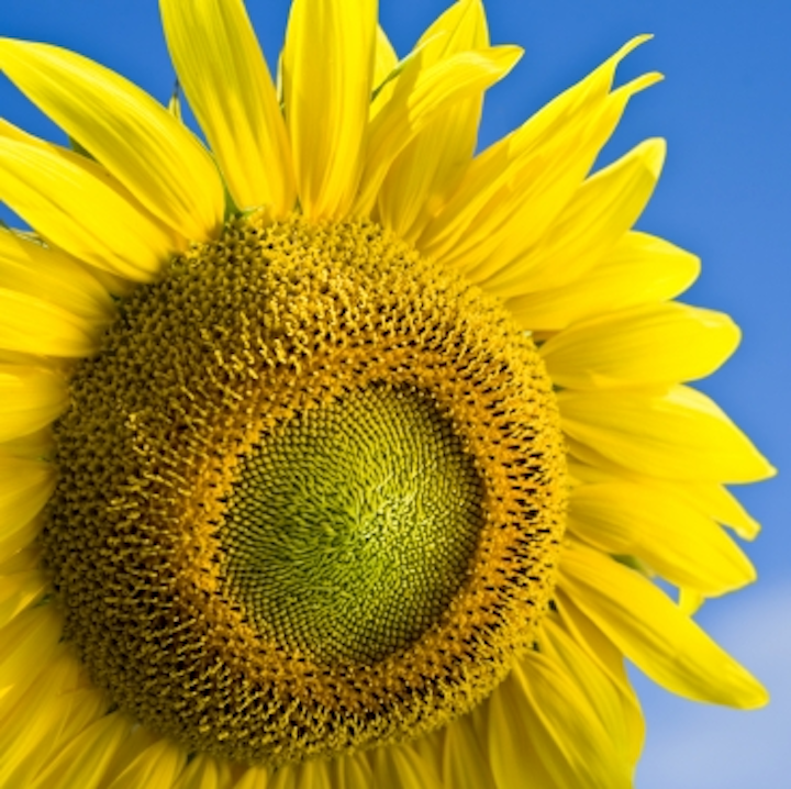 The spiral design of a sunflower is the basis of a new MIT mirror configuration that improves the efficiency and reduces the footprint of concentrated solar power installations