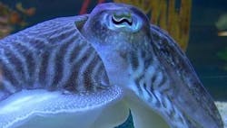 A cuttlefish's eye. A cuttlefish's eye.