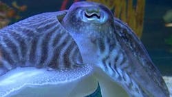 A cuttlefish&apos;s eye.