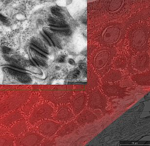 FEI MAPS workflow software