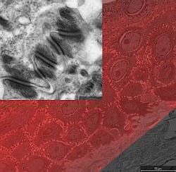 FEI MAPS workflow software FEI MAPS workflow software