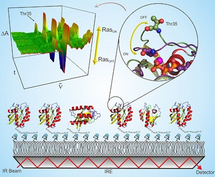 IR spectra (top left) provide information about structural changes in proteins. To study proteins that are activated through ligand binding, the RUB researchers anchored the molecules to a lipid bilayer (gray) via a His-Tag. The lipid bilayer itself is bound to a germanium crystal (IRE). IR light (red) is totally internally reflected in the crystal and attenuated by the anchored proteins. The researchers investigated the switch protein Ras (upper right), which plays a decisive role in cell growth.