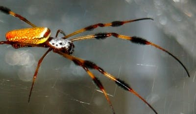 A female Nephila clavipes sits on her web. The web was characterized using Brillouin spectroscopy to directly and noninvasively determine the web's mechanical properties.
