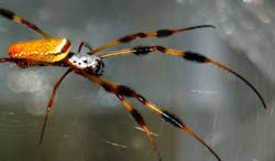 ASU scientists use Brillouin scattering to measure mechanical properties of spider silk