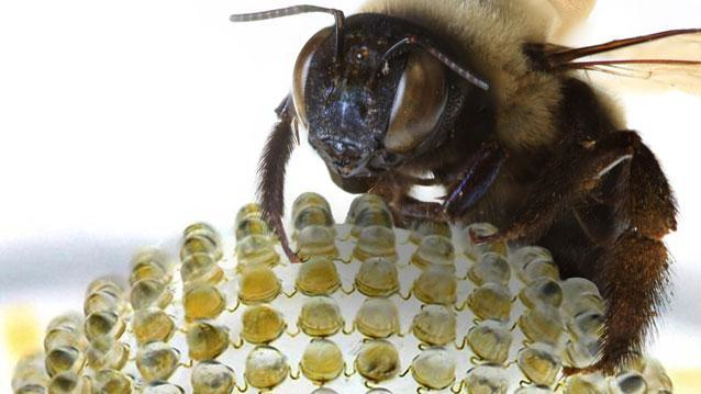 Inspired by the fly eye, this digital camera&mdash;sporting nearly 200 tiny lenses&mdash;can take sharp images with an exceptionally wide-angle field of view.