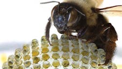 Inspired by the fly eye, this digital camera—sporting nearly 200 tiny lenses—can take sharp images with an exceptionally wide-angle field of view. Inspired by the fly eye, this digital camera—sporting nearly 200 tiny lenses—can take sharp images with an exceptionally wide-angle field of view.