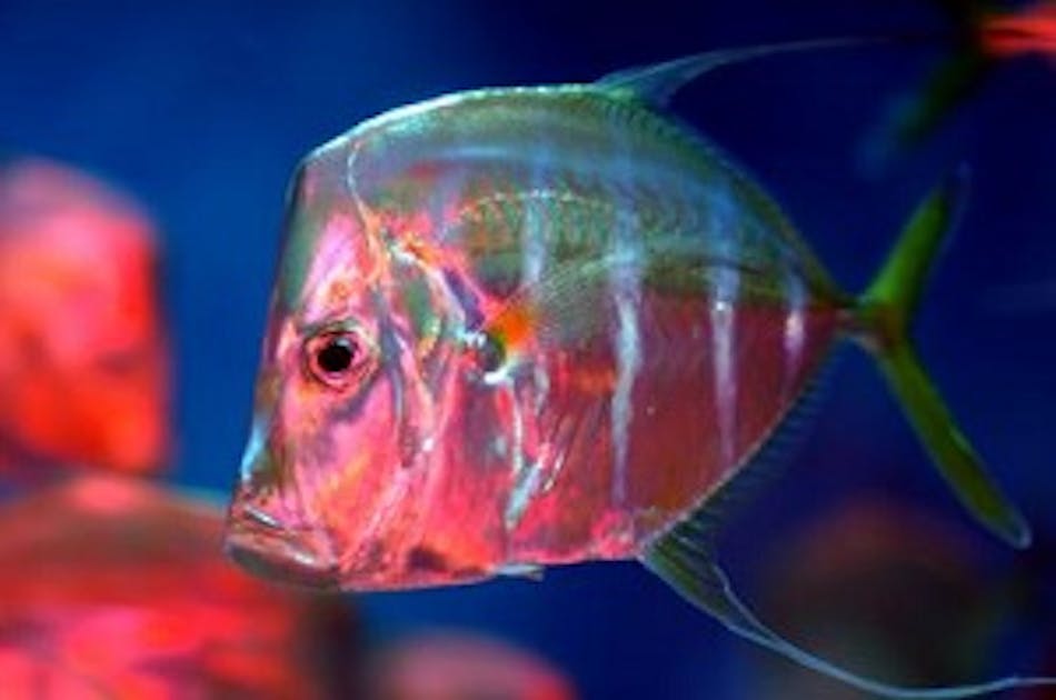 U.S. Navy funded group discovers some fish have polarization-based  camouflage