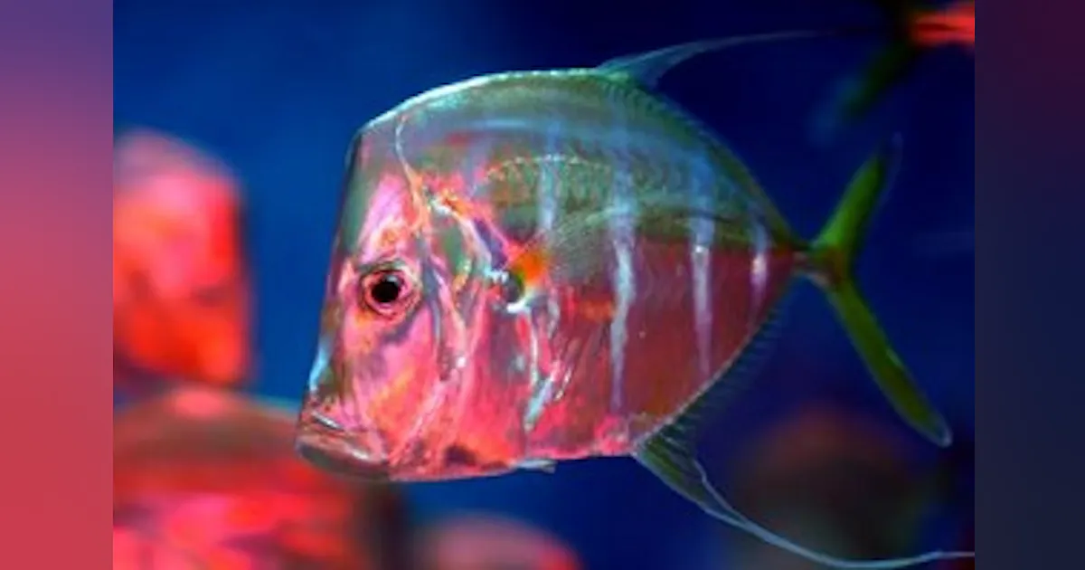 Countershadding Fish U.S. Navy funded group discovers some fish have polarization-based ...