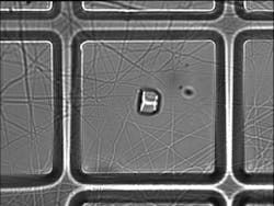 A 10 &mu;m crystal is placed, using laser light, onto a 50-&mu;m-square aperture backed with microfibers ready for freezing and x-ray diffraction studies.