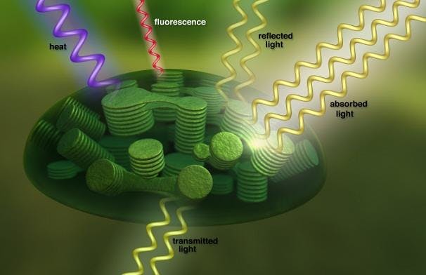 Machinery inside the chloroplasts of plant cells converts sunlight to energy, emitting fluorescence in the process. Scientists can detect the fluorescence fingerprint in satellite data.