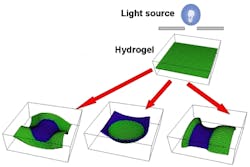 An initially flat gel sample can be photo-morphed into various shapes using properly applied illumination. An initially flat gel sample can be photo-morphed into various shapes using properly applied illumination.