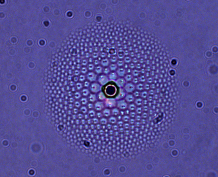 A liquid crystal 'flower' is shown under magnification; the black dot at the center is the silica bead that generates the flower's pattern.