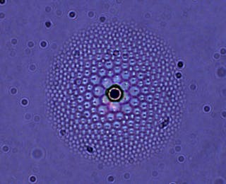 A liquid crystal &apos;flower&apos; is shown under magnification; the black dot at the center is the silica bead that generates the flower&apos;s pattern.