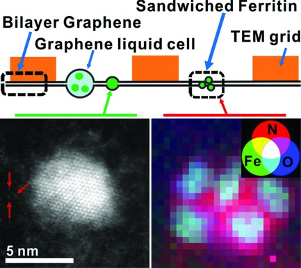 Sandwiching a biological molecule between sheets of graphene has allowed researchers at the University of Illinois at Chicago to obtain atomic-level images of the molecule in its natural watery environment.