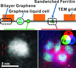 Sandwiching a biological molecule between sheets of graphene has allowed researchers at the University of Illinois at Chicago to obtain atomic-level images of the molecule in its natural watery environment. Sandwiching a biological molecule between sheets of graphene has allowed researchers at the University of Illinois at Chicago to obtain atomic-level images of the molecule in its natural watery environment.