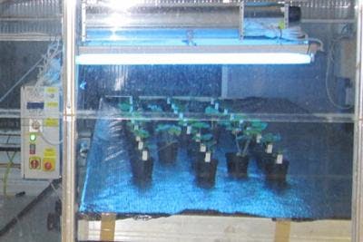 UV-B light suppresses powdery mildew on cucumbers