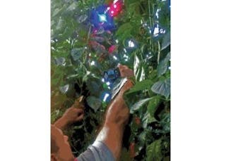 In a less-well-known use of GaN-based LEDs for lighting, blue (along with red) LEDs are used in combination as a greenhouse light source. Here, the LED emission spectra are being monitored so that plant growth patterns can be correlated with the illumination spectra.