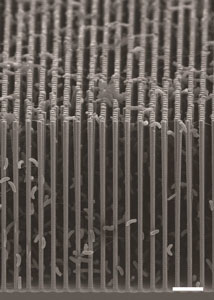 A cross-sectional SEM image shows the nanowire/bacteria hybrid array used in a new artificial photosynthesis system.