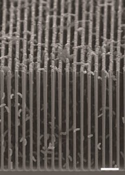 A cross-sectional SEM image shows the nanowire/bacteria hybrid array used in a new artificial photosynthesis system. A cross-sectional SEM image shows the nanowire/bacteria hybrid array used in a new artificial photosynthesis system.