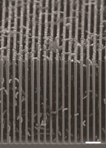 A cross-sectional SEM image shows the nanowire/bacteria hybrid array used in a new artificial photosynthesis system.