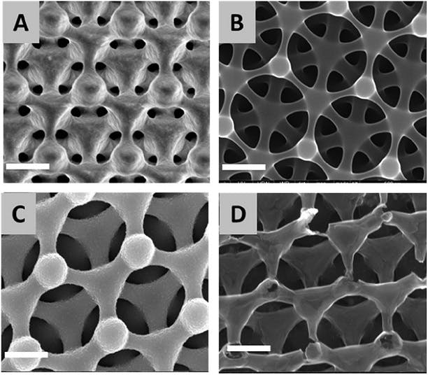 Top-down scanning electron microscope images of 3D (A) carbon scaffold in photoresist; (B) sp3-bonded carbon scaffold; (C) sp3-bonded carbon scaffold coated conformally with nickel; (D) sp2-bonded (3D) carbon scaffold. All scale bars are 500 nm.