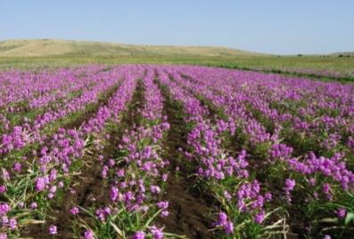 Fluorescent turn-on probe reveals how Africa's malicious witchweed plant operates