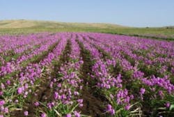 Fluorescent turn-on probe reveals how Africa's malicious witchweed plant operates Fluorescent turn-on probe reveals how Africa's malicious witchweed plant operates