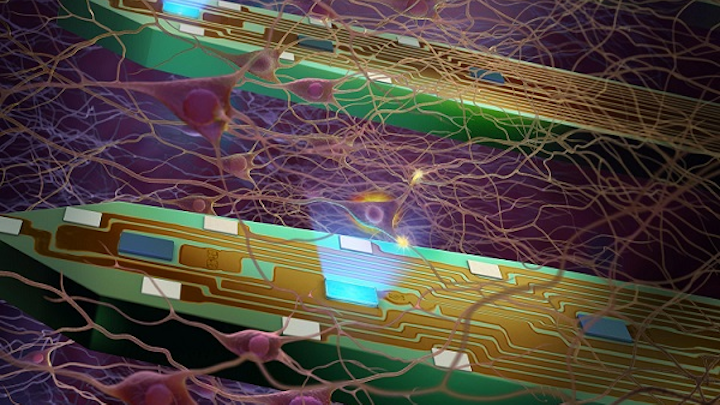 Neural probes developed at the University of Michigan are helping researchers understand the brain's circuitry. The tines of the probe are just under a tenth of a millimeter wide. Equipped with minuscule LED lights and electrodes, each tine can stimulate and measure about a hundred individual neurons. (Image credit: Fan Wu/University of Michigan)