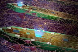Neural probes developed at the University of Michigan are helping researchers understand the brain's circuitry. The tines of the probe are just under a tenth of a millimeter wide. Equipped with minuscule LED lights and electrodes, each tine can stimulate and measure about a hundred individual neurons. Neural probes developed at the University of Michigan are helping researchers understand the brain's circuitry. The tines of the probe are just under a tenth of a millimeter wide. Equipped with minuscule LED lights and electrodes, each tine can stimulate and measure about a hundred individual neurons.