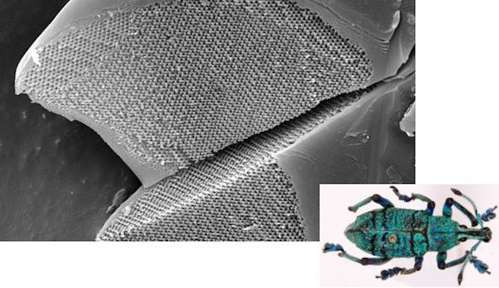 The interior of a weevil&apos;s scale reveals a large, high-quality photonic crystal (seen in the scanning-electron micrograph), which gives the insect&apos;s scales a bright green-blue color (inset).