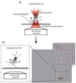 A schematic shows the (a) adhesion process of a self-propelling bacterium on a coated surface based on a holographic optical tweezer (HOT). A bright-field image shows multiple B. subtilis attached to a coated surface (b) and red arrows superimposed on the image indicate the flow of the surrounding fluid resulting from bacterial actuation. (Image credit: SPIE)
