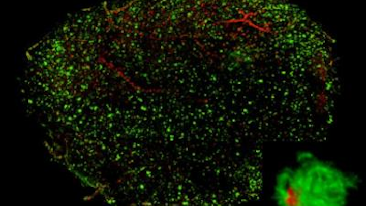 Better 'optical clearing' makes transparent brains more stable
