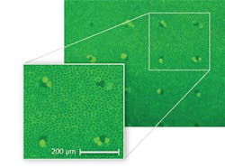 FIGURE 1. In a micrograph of a cow-eye retinal sample, retinal pigment epithelial (RPE) cells that were damaged by laser exposure appear dark, while living cells fluoresce. FIGURE 1. In a micrograph of a cow-eye retinal sample, retinal pigment epithelial (RPE) cells that were damaged by laser exposure appear dark, while living cells fluoresce.