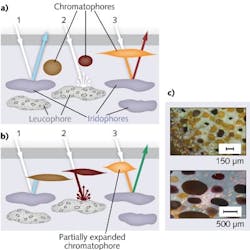 A diagram shows the three main skin structures (chromatophores, iridophores, and leucophores) of cephalopod skin in two sample states (a and b) and with three distinct ray traces (1, 2, and 3) showing how these animals change reflective color. Photos of cuttlefish skin (c) show (i) white leucophores; yellow, red, and dark brown chromatophores; and iridophores (appearing as green); squid skin (ii) also shows chromatophores and iridophores. A diagram shows the three main skin structures (chromatophores, iridophores, and leucophores) of cephalopod skin in two sample states (a and b) and with three distinct ray traces (1, 2, and 3) showing how these animals change reflective color. Photos of cuttlefish skin (c) show (i) white leucophores; yellow, red, and dark brown chromatophores; and iridophores (appearing as green); squid skin (ii) also shows chromatophores and iridophores.