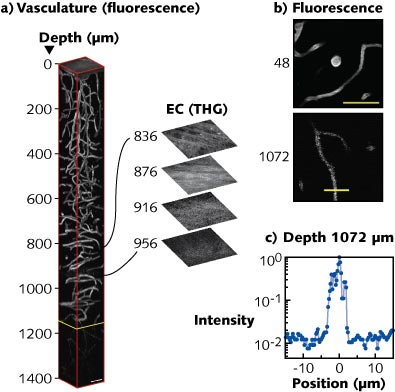 3D reconstructions show three-photon-microscopy images of the brain of a mouse (a). The external capsule extends from 840 to 956 &mu;m below the surface of the brain; frames deeper than 1136 &mu;m (yellow line) were normalized to the frame at 1136 &mu;m and all other frames were individually normalized. Expanded optical sections to the right show third-harmonic-generation images from the external capsule region of the brain. Fluorescence images used in the 3D reconstruction are also shown (b). The fluorescence profile of the line across the vessel in the lower panel (b) is displayed in a semi-logarithmic plot (c).
