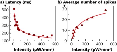 Response latency (a) of a blind chick retina to a photostimulated BHJ-based layer as a function of light intensity (black dots) is fitted with a power-law curve (red). The average number of measured neuronal spikes (b) as a function of light-pulse intensity is also fitted with a power-law curve. Both these particular experiments used illumination with a 410 nm wavelength and a 200 ms pulse duration.